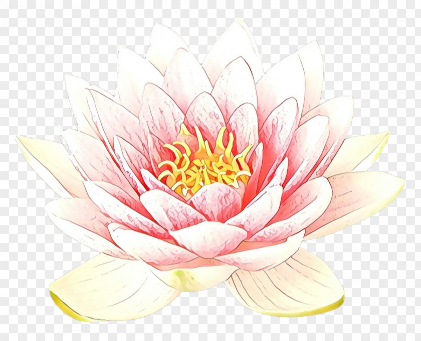 Sacred Lotus Flowering Plant Flower Pink Petal Aquatic PNG