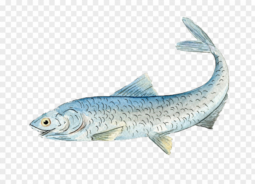Fish European Anchovy Sardine Oily Food PNG