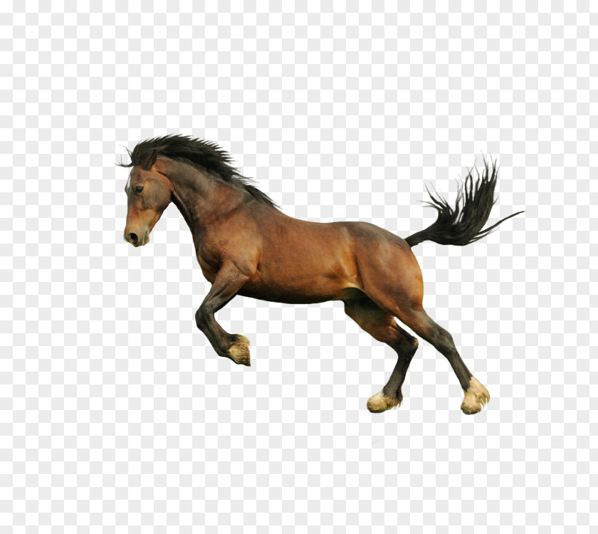 Horse Pictures BMW Download PNG