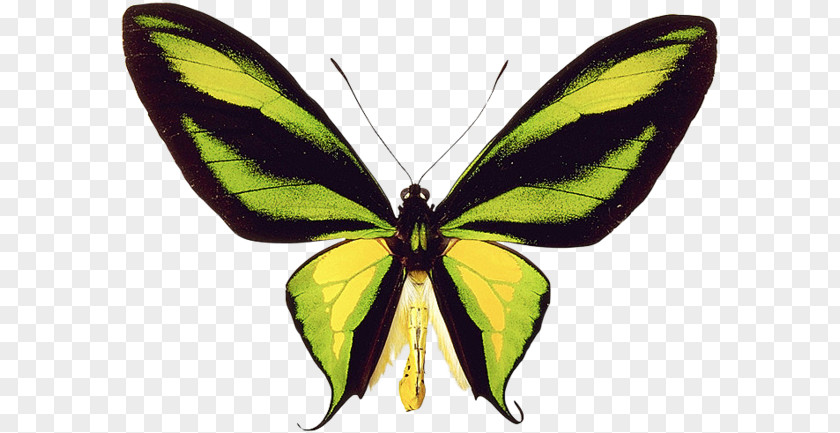 Butterfly Monarch Pieridae Silkworm Paradise Birdwing PNG