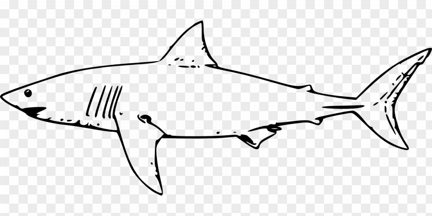 Ferocious Shark Great White Clip Art PNG