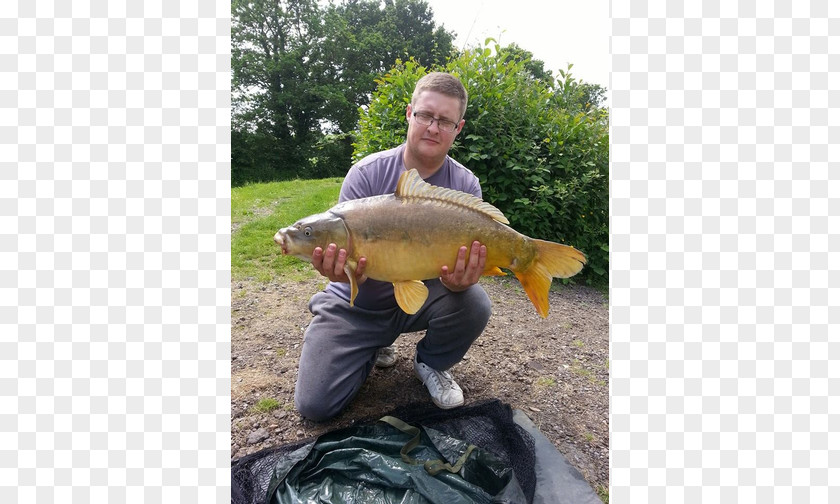 Fishing Carp Tench PNG