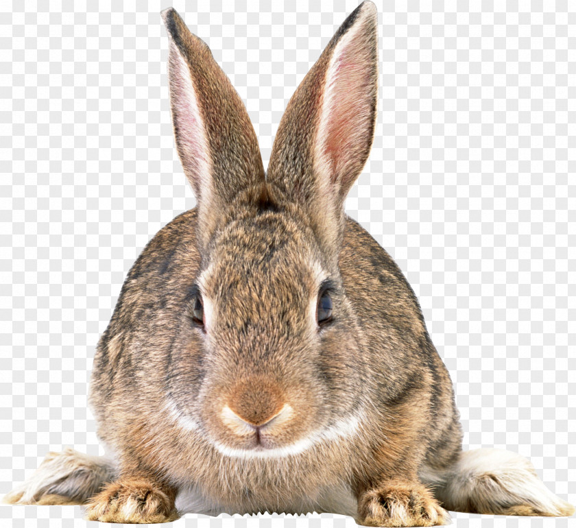 Gray Rabbit Image Easter Bunny Hare PNG