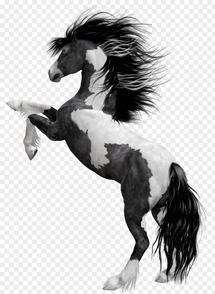 Horse American Paint Mustang Stallion Foal Black PNG