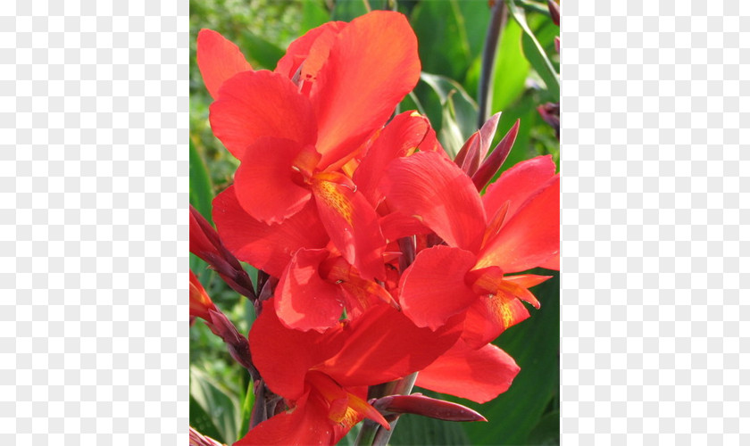 Canna Begonia Annual Plant Coppertips Herbaceous PNG