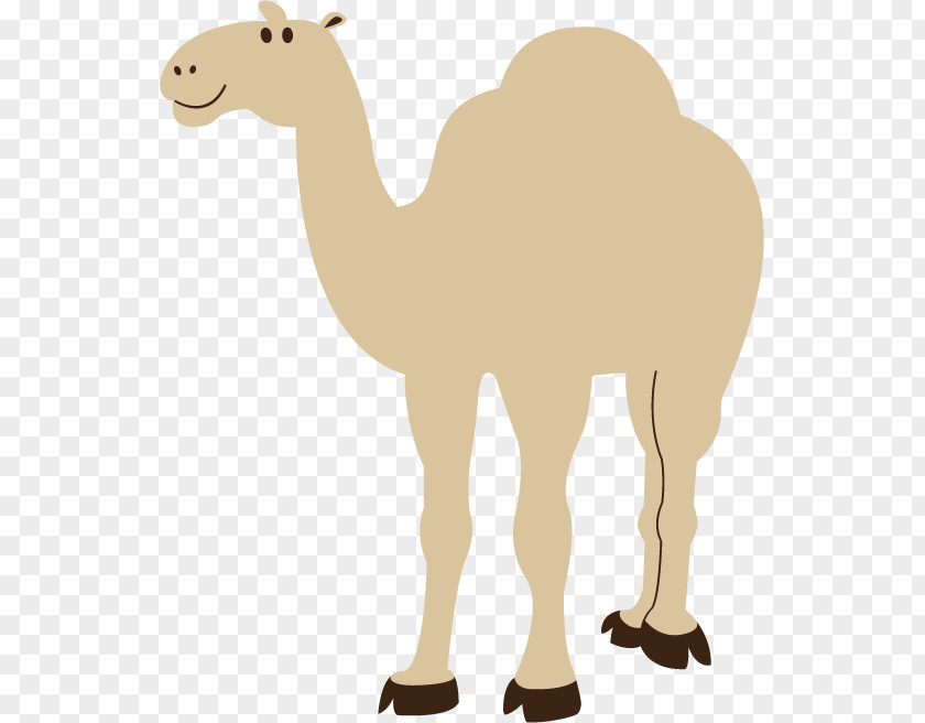 Clip Art Bactrian Camel Dromedary Image Free Content PNG