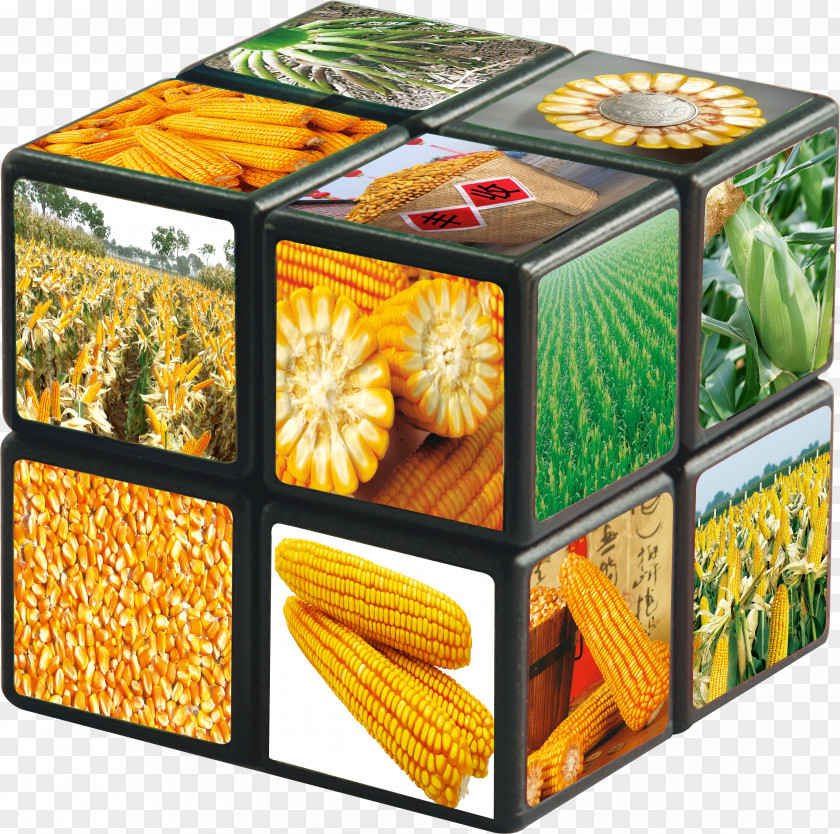 Corn Cube On The Cob Maize PNG
