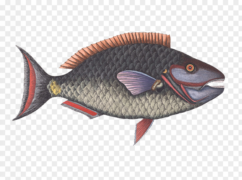 Fish Parrotfish The Natural History Of Carolina, Florida And Bahama Islands Dinner With Darwin: Food, Drink, Evolution Animal PNG