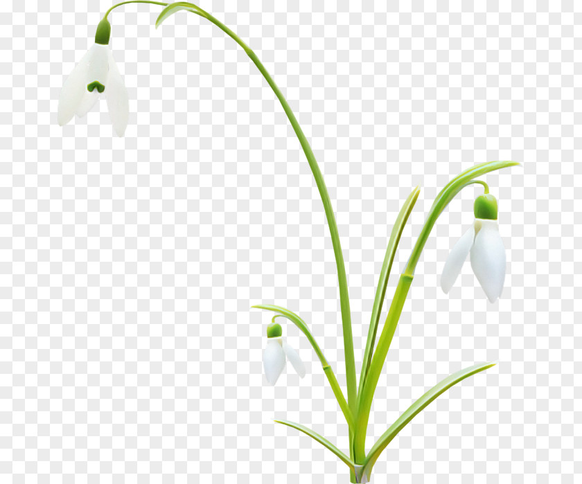 Flower Plant Snowdrop Summer Snowflake Lily Of The Valley PNG