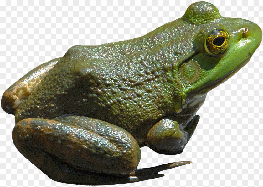 Pond American Bullfrog Amphibian Lithobates Clamitans PNG