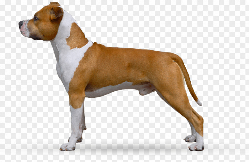 Puppy American Staffordshire Terrier Dog Breed Boxer Olde English Bulldogge Bull PNG