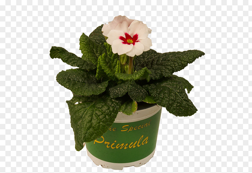 Redeye Gravy Flowerpot Cut Flowers PNG