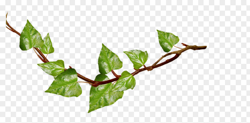Free Ivy Plants Clip Art Image Content Openclipart PNG