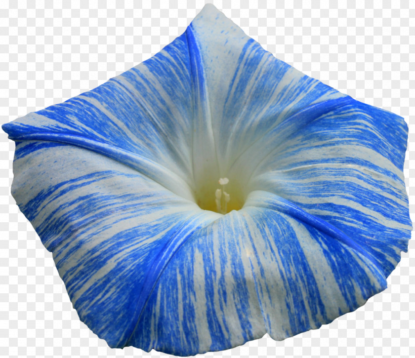 Glory Morning Flower Ipomoea Indica Purpurea PNG