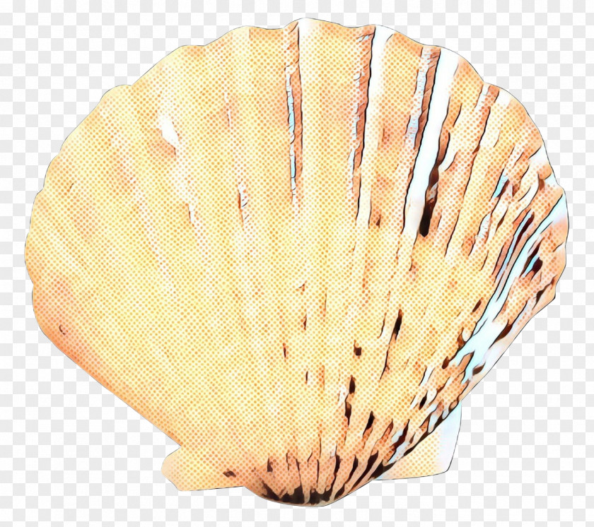 Hand Fan Shellfish Cockle Shell PNG