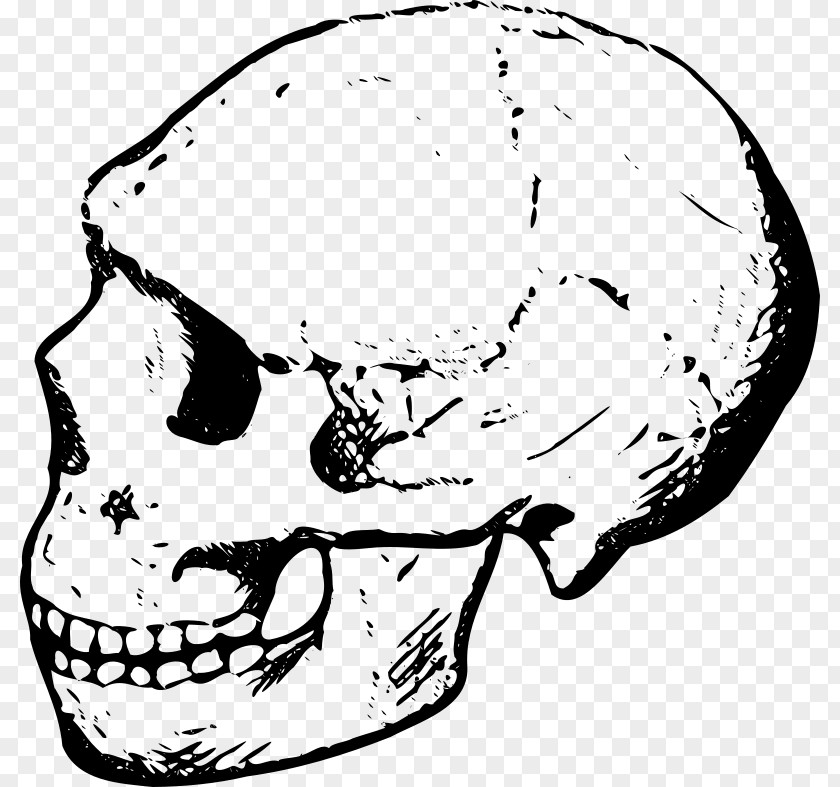 Illustration Skull Clip Art PNG