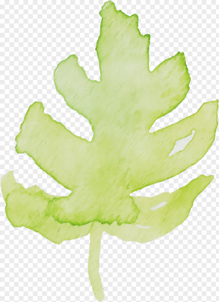 Maple Leaf PNG