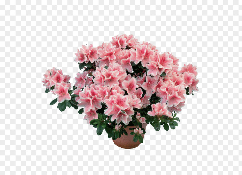 Plant Azalea Rhododendron Simsii Subgenus Flower PNG