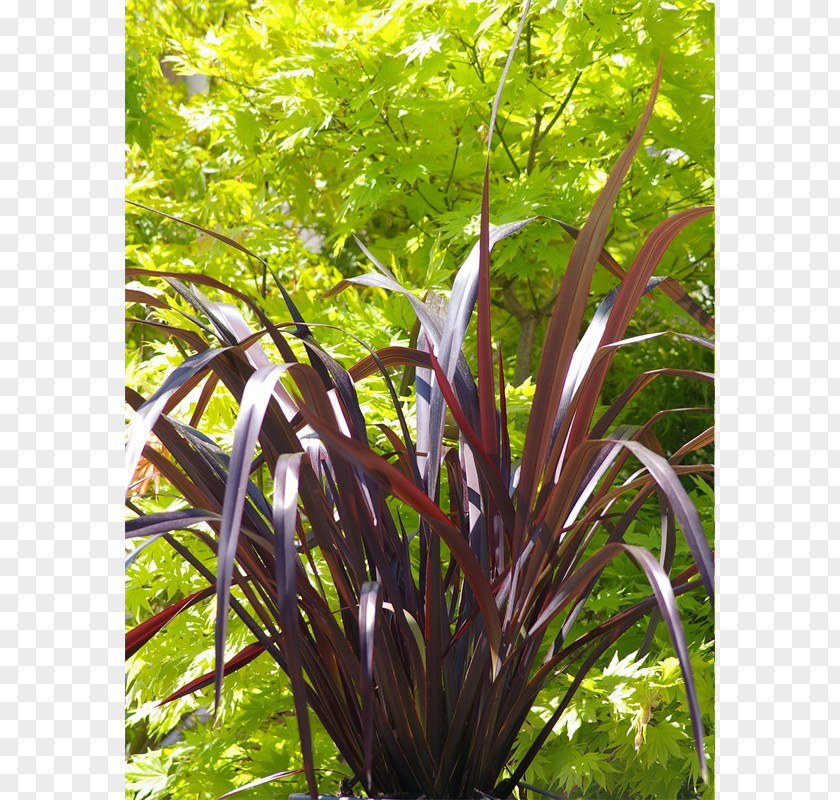 Plant Phormium Tenax Flax In New Zealand Colensoi PNG
