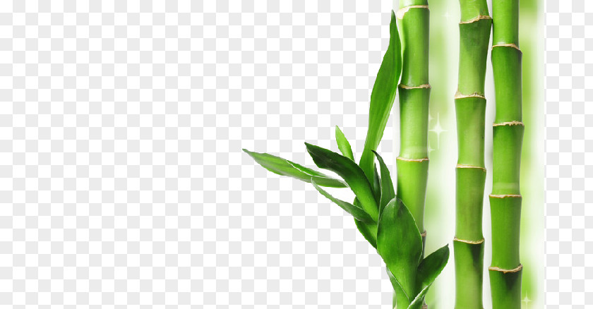 Bamboo Transparent Background Chinese New Year Years Day Rosh Hashanah Wish PNG