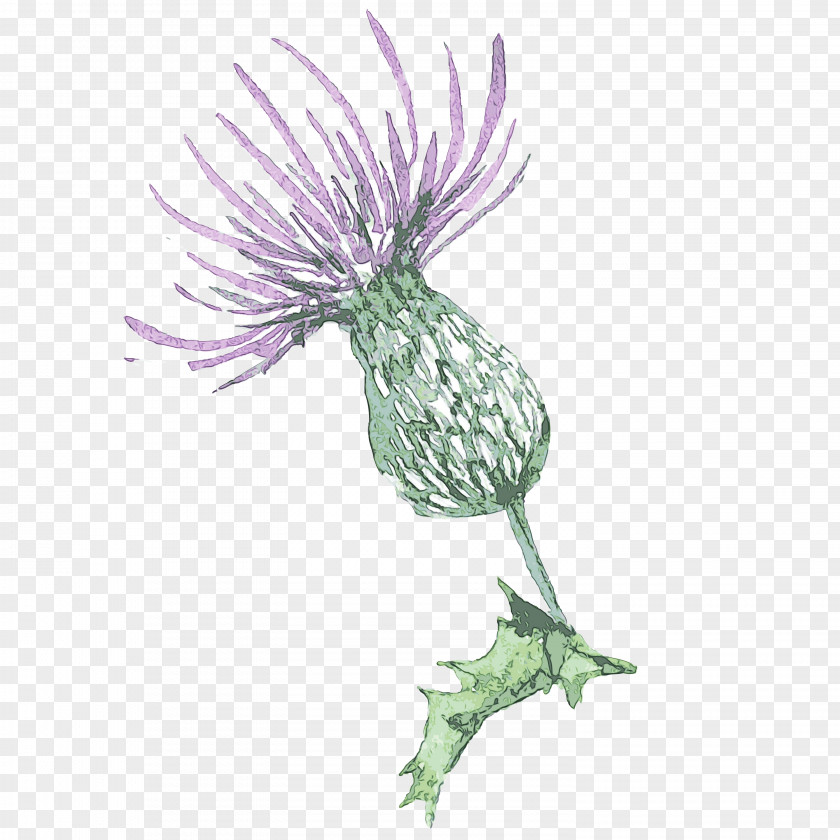 Daisy Family Greater Burdock Thistle Plant Flower Silybum PNG