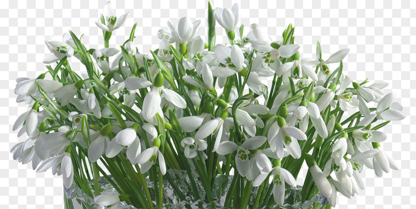 Flower Desktop Wallpaper Snowdrop IPhone 8 Tablet Computers PNG