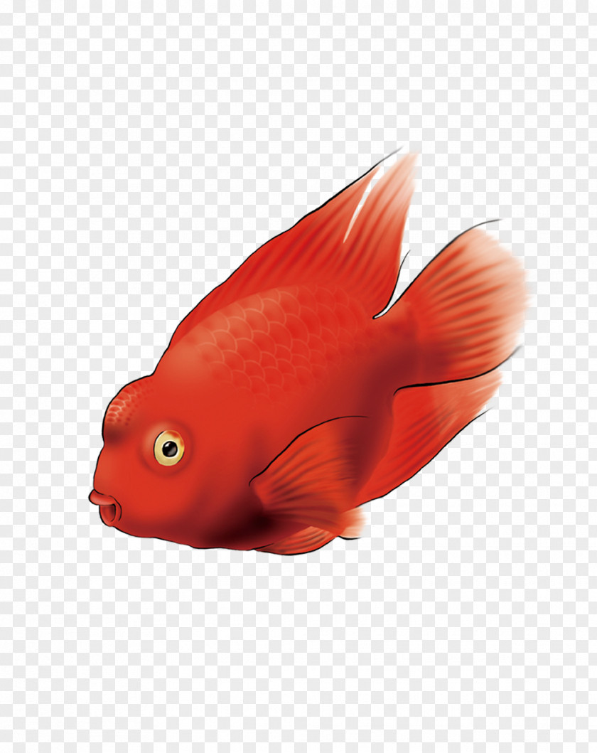 Parrot Fish Amazon Computer File PNG