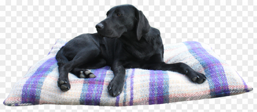 Sleep Dog Labrador Retriever Flat-Coated Breed Snout PNG