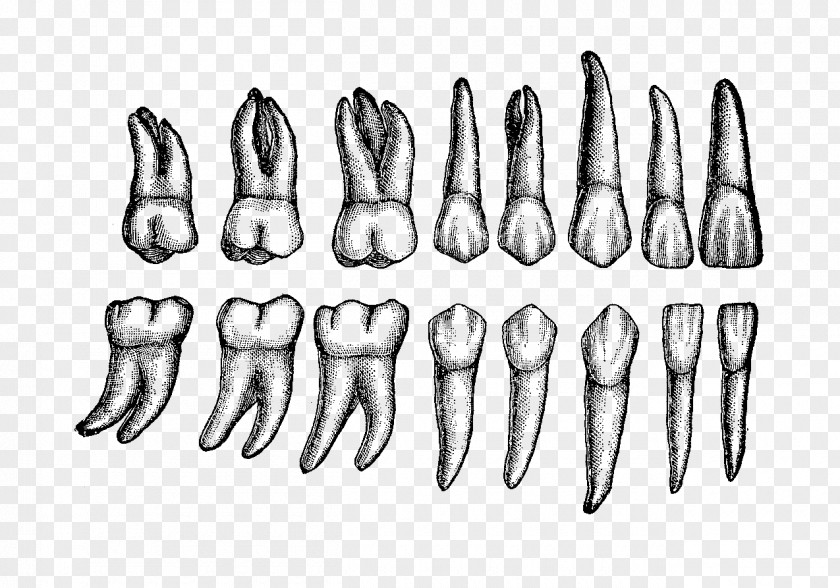 Teeth Human Tooth Dental Anatomy Permanent PNG