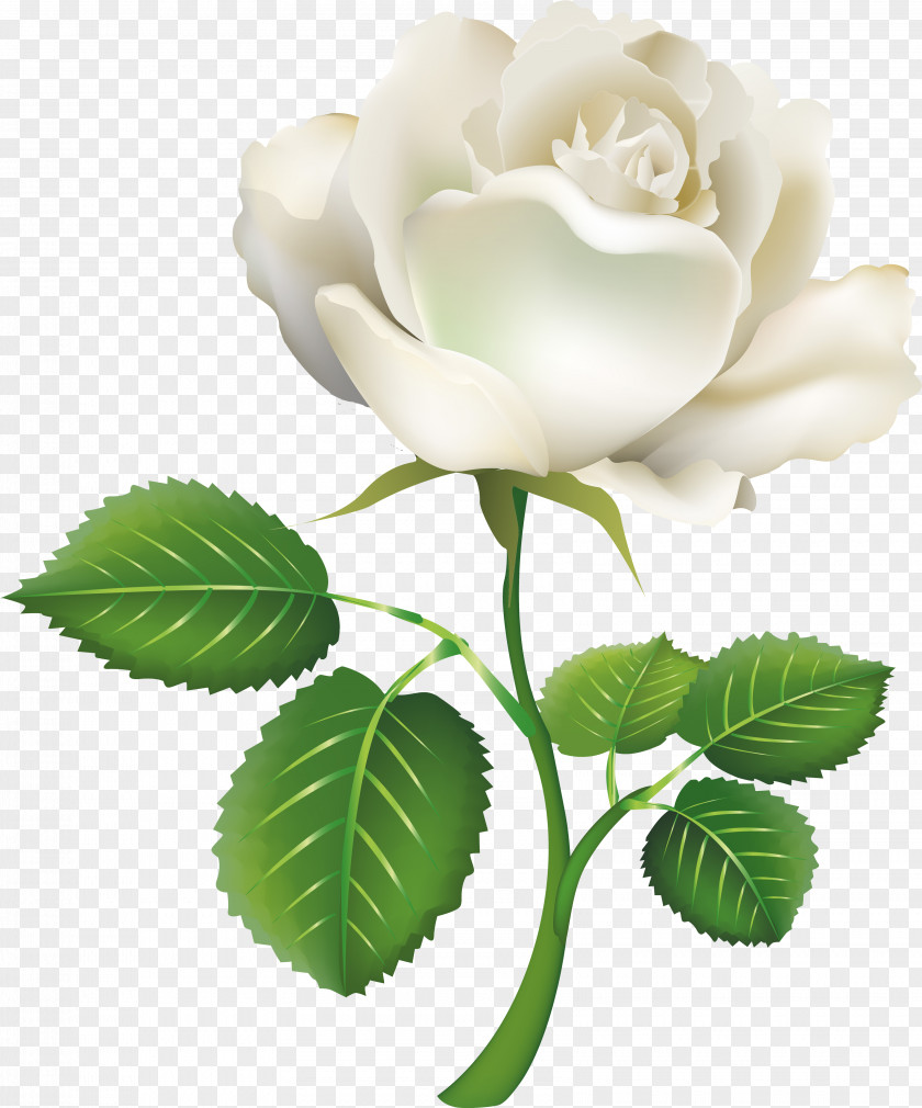 White Roses Rose Clip Art PNG