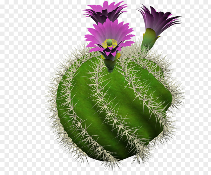 Cuctus Cactaceae BookData Dummy Title For Series Checkin Houseplant Flowerpot PNG