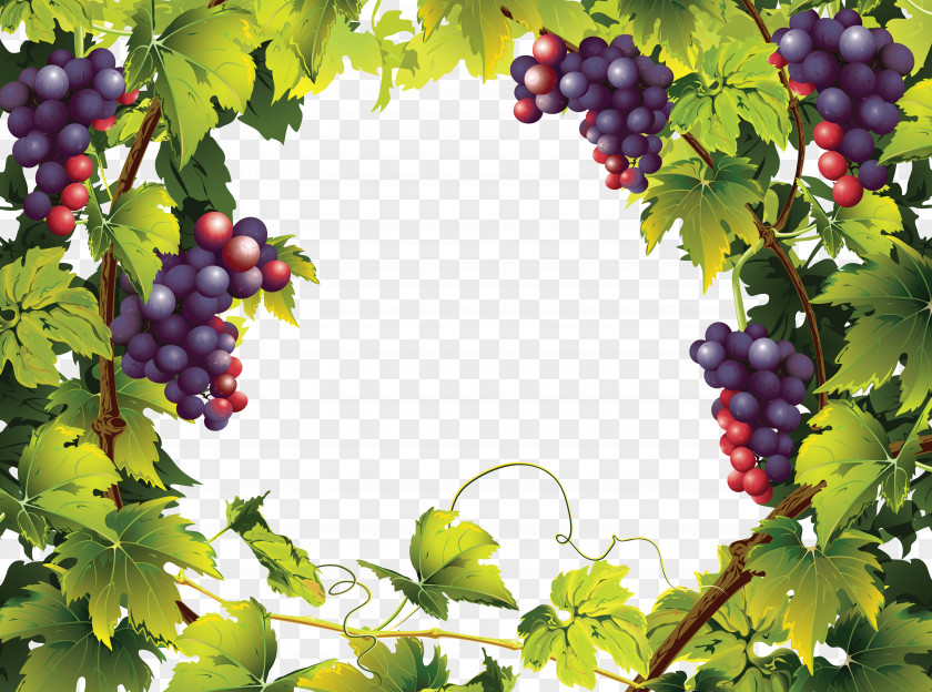 Grapes Common Grape Vine Landscaping With Fruit Landscape PNG