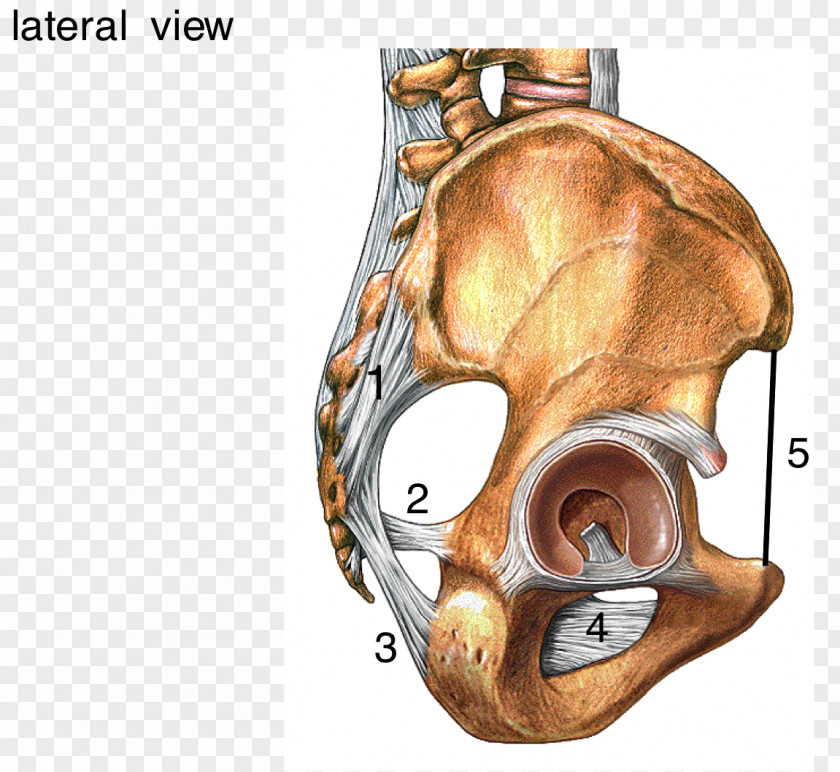 Ligament Radiate Of Head Rib Sacrum Human Skeleton PNG