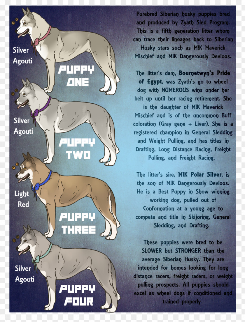 Siberian Husky Whippet Italian Greyhound Spanish Sloughi PNG