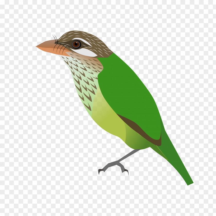 Toucan Finch Old World Flycatcher Common Nightingale Sparrow PNG
