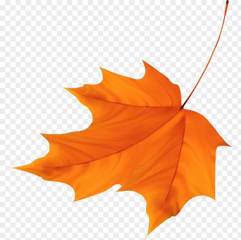 Beautiful Maple Leaf PNG