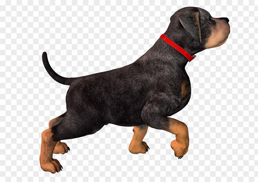 Dogs Rottweiler Puppy Clip Art PNG