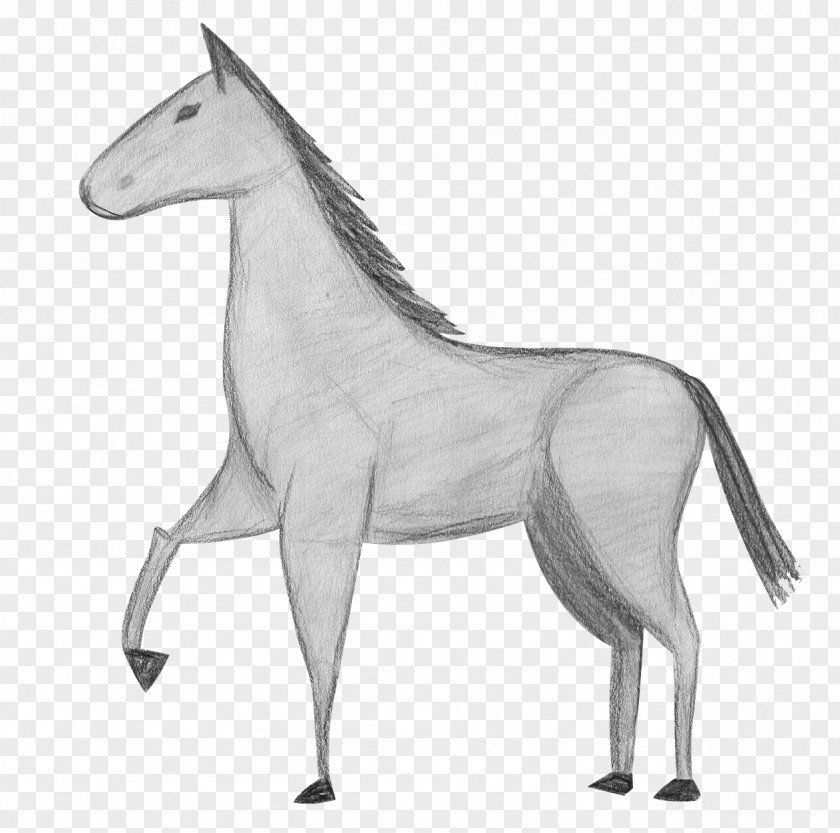 Mustang Mule Foal Stallion Pony Rein PNG
