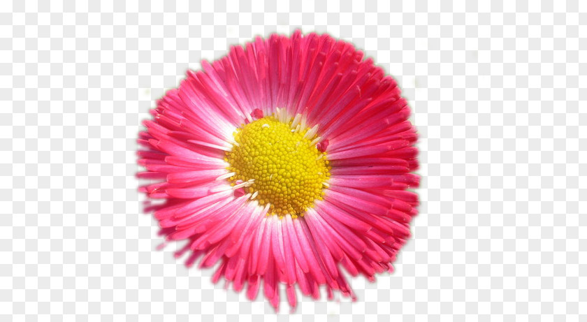 Pas De Deux Common Daisy Wildflower Blume Oxeye PNG