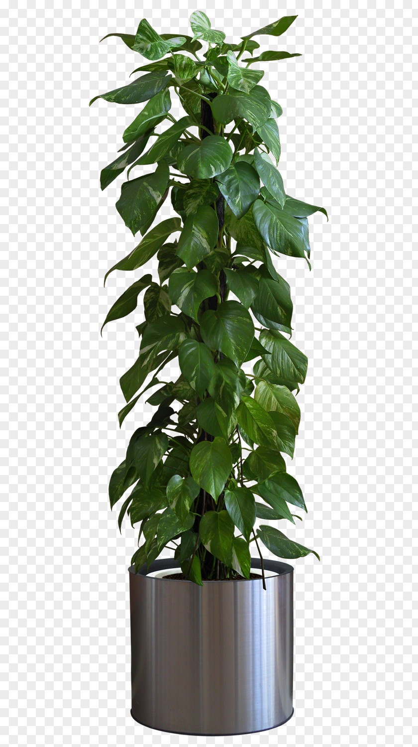 Plants In Pots Houseplant Indoor PNG