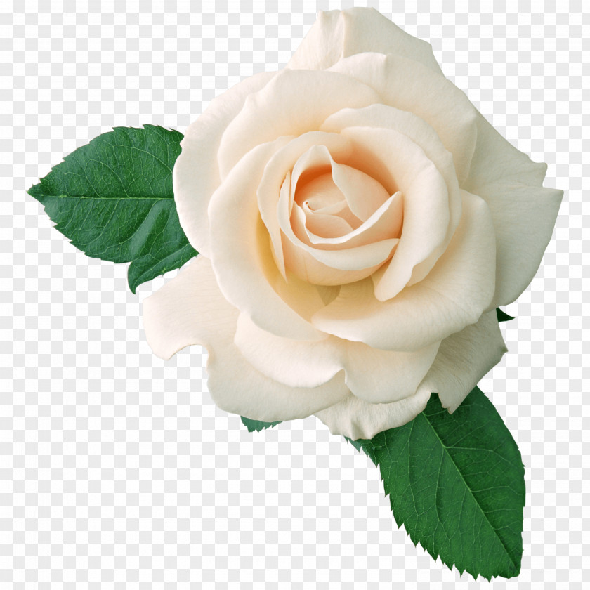 Rose Clip Art PNG