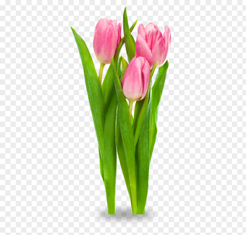 Tulip Indira Gandhi Memorial Garden Desktop Wallpaper Clip Art PNG