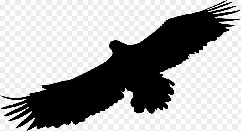 Animal Silhouettes Bird Of Prey Eagle Drawing PNG