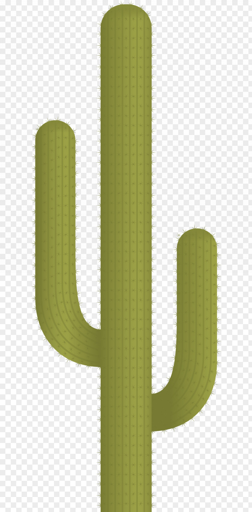 Cactus Plant Vector Green Cactaceae Pattern PNG
