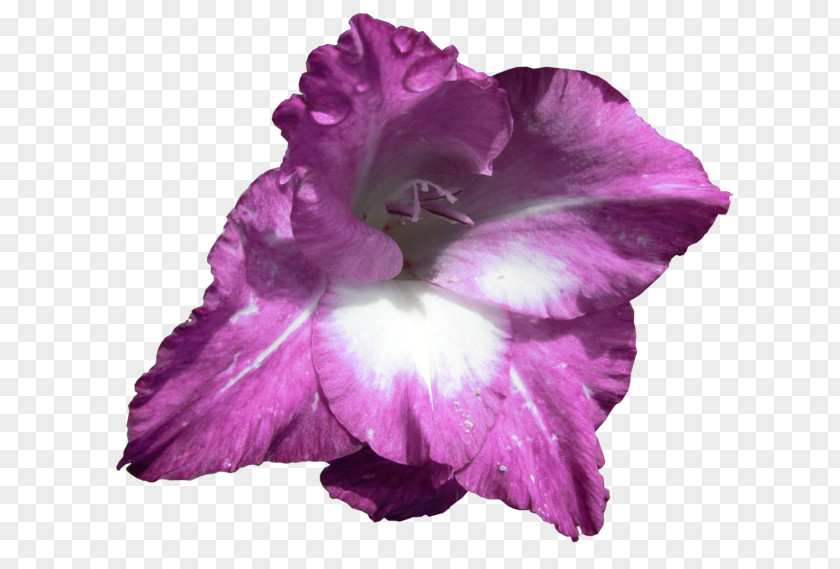 Gladiolus Irises Flowering Plant Iris Family PNG