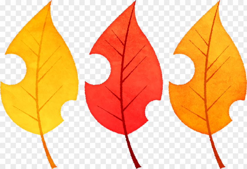 Leaf Deciduous Photosynthesis Root Photosynthetic Pigment PNG