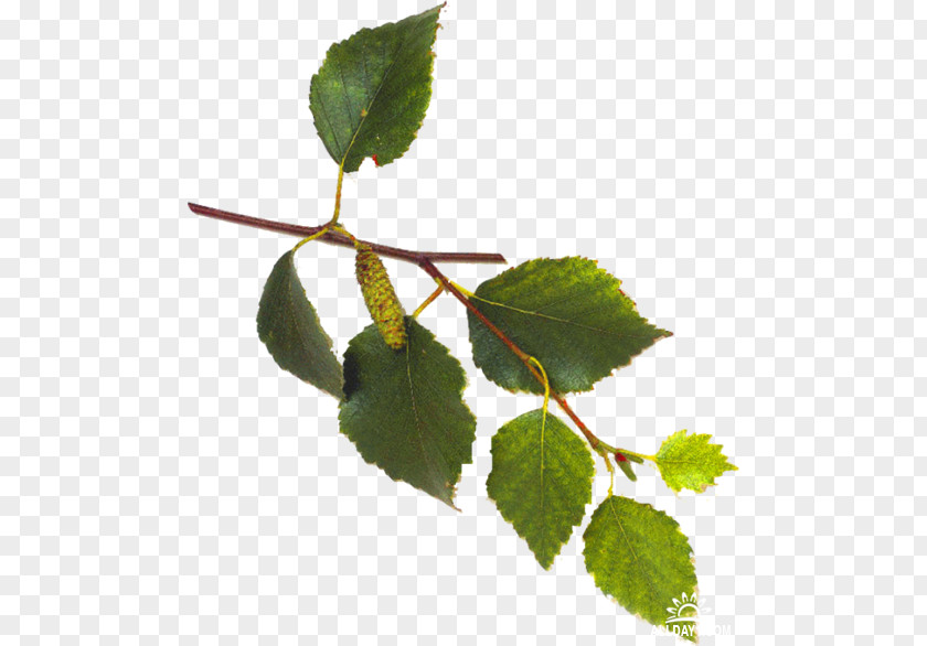 Leaf Plant Stem Branch Clip Art PNG