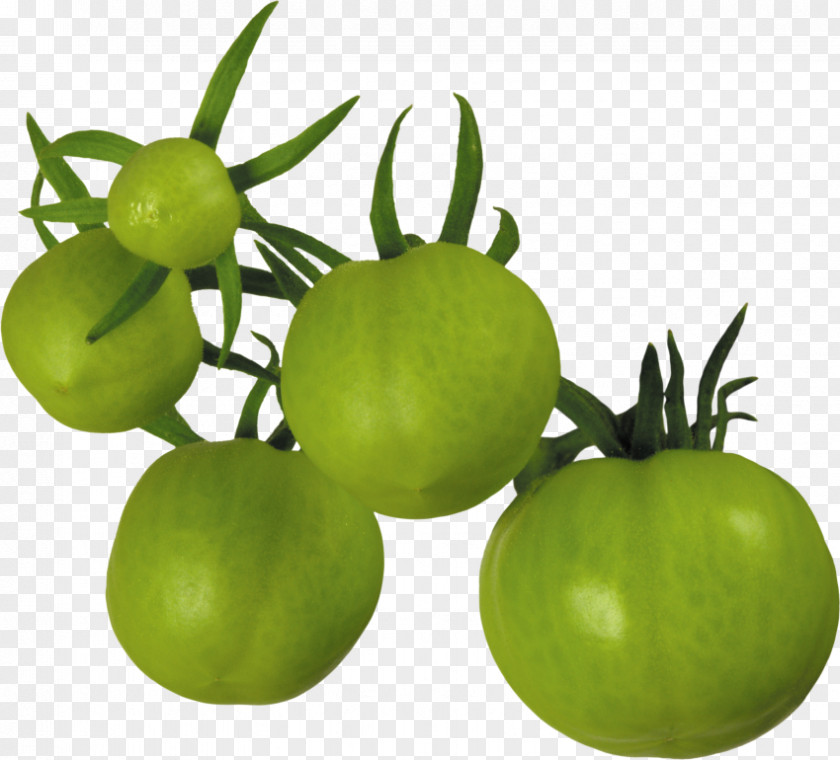 Tomato Fried Green Tomatoes Tomatillo Vegetable PNG