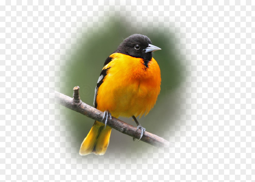 Bird Old World Orioles Finches Beak American Sparrows PNG