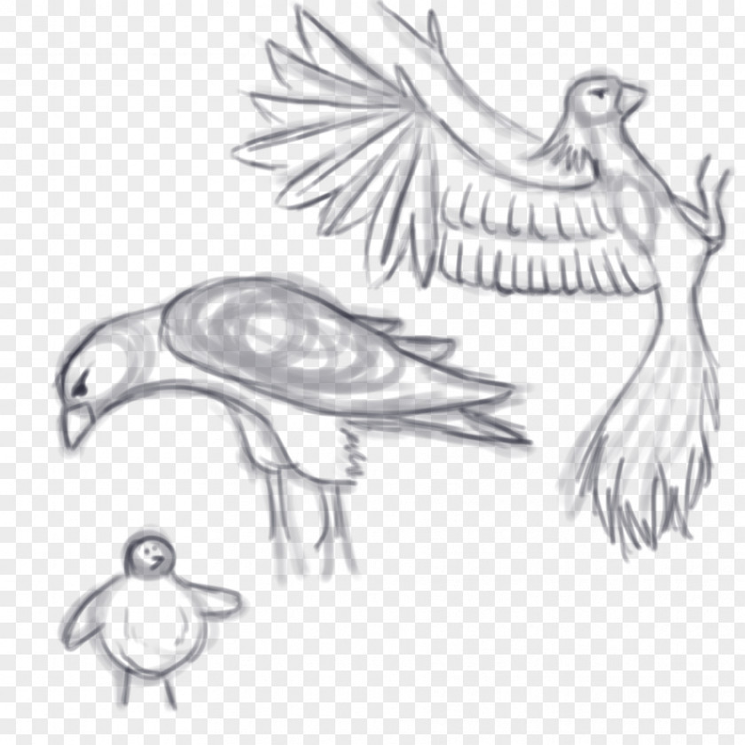 Feather Bird Drawing Art Sketch PNG
